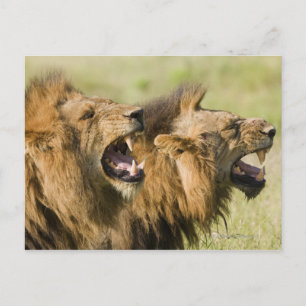 Carte Postale Lions mâles rugissant, Grand Kruger National