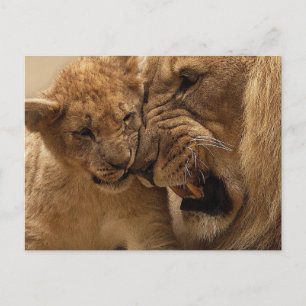 Carte Postale Lions qui bouchent