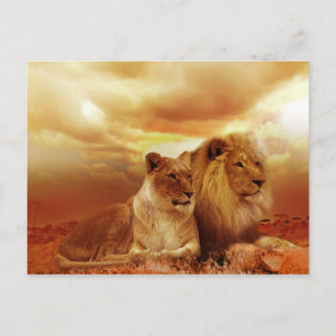 carte postale lions safari
