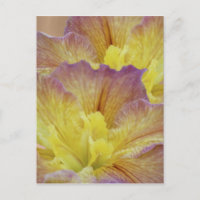 L'iris jaune et sa signification