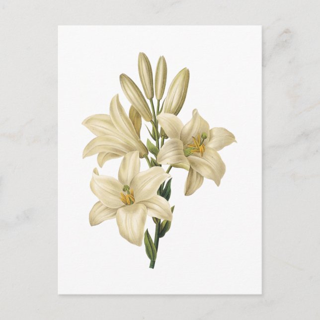 Carte Postale lis blanc (Lilium candidum) par Redouté (Devant)