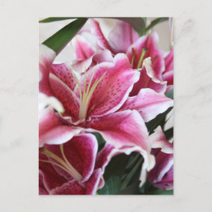 Carte Postale Lis d'astronome