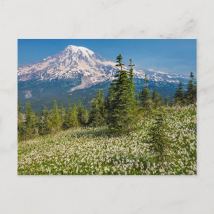 Carte Postale Lis de l'avalanche et Mont Rainier