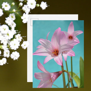 Carte Postale Lis de pluie roses Photographie Florale Aqua Bleu