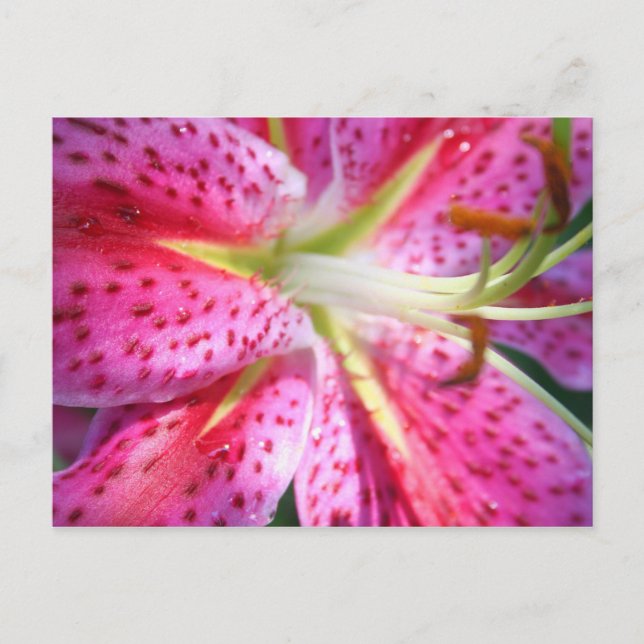 Carte Postale Lis rose (Devant)