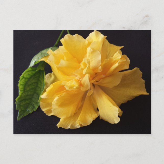 Carte Postale Lisa 1 - educatedbrainfart (Devant)