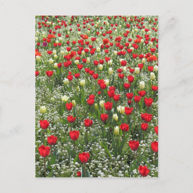 Carte Postale Lit de tulipes (Devant)