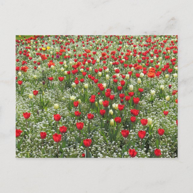 Carte Postale Lit de tulipes (Devant)