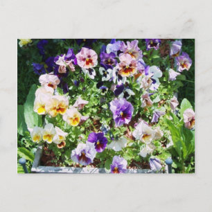 Carte Postale Lit Pansy