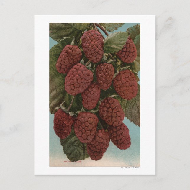 Carte Postale Lithographie de Chromo de Fruit de LoganberriesÉta (Devant)