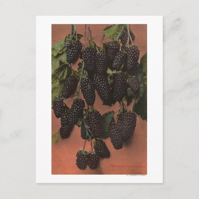 Carte Postale Lithographie de Chromo de Fruit de Mammoth (Devant)