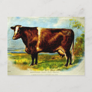 Carte Postale Lithographie de la vache laitière à épines courtes