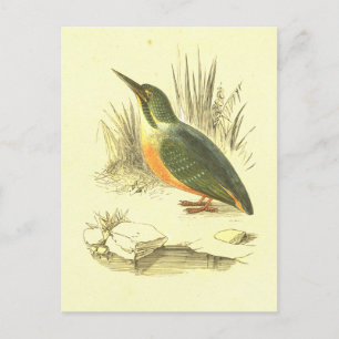 Carte Postale Lithographie d'oiseau Vintage Kingfisher