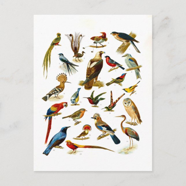Carte Postale Lithographie vintage d'oiseaux (Devant)