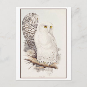 Carte Postale Lithographie vintage du harfang des neiges par Edw