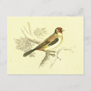 Carte Postale Lithographie Vintage Goldfinch