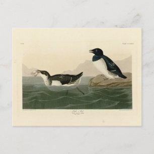 Carte Postale Little Auk (Dovekie) - Audubon's Birds of America
