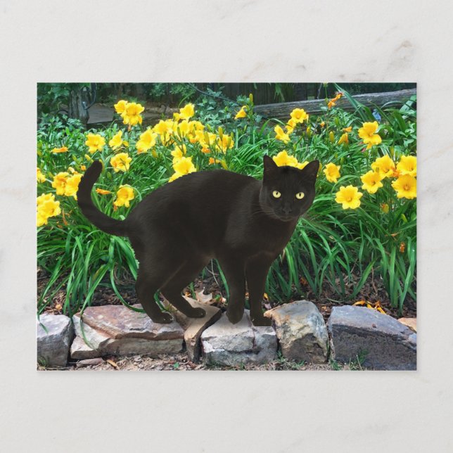 Carte postale "Little Bear" (Devant)