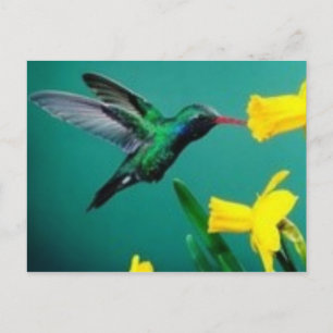Carte Postale Little Bird