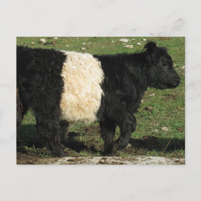 Carte Postale Little Black Beltie Calf (Devant)