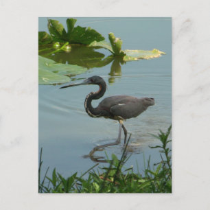 Carte postale Little Blue Heron