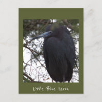 Carte postale Little Blue Heron