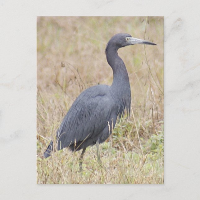 Carte postale Little Blue Heron (Devant)