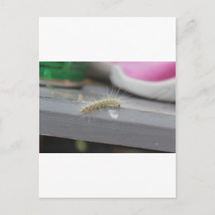 Carte Postale Little Caterpillar