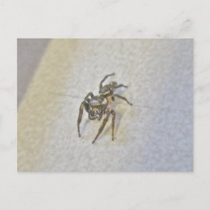 Carte postale Little Jumping Spider