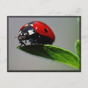 Carte Postale Little Ladybug