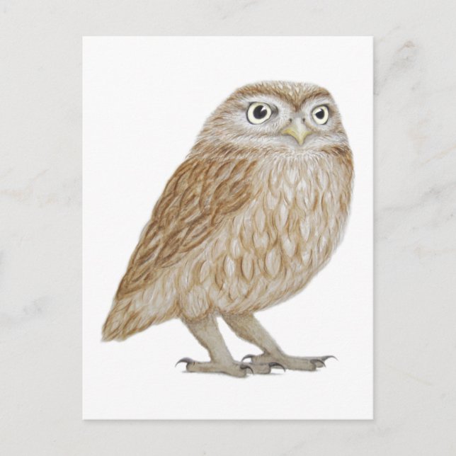 Carte Postale Little Owl 2011 (Devant)