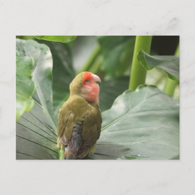 Carte Postale Little Parrot (Devant)