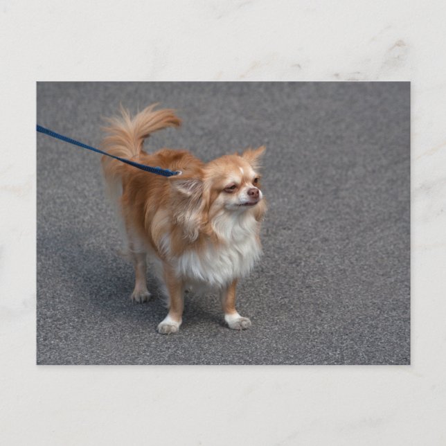 Carte Postale Little Redhead (Devant)