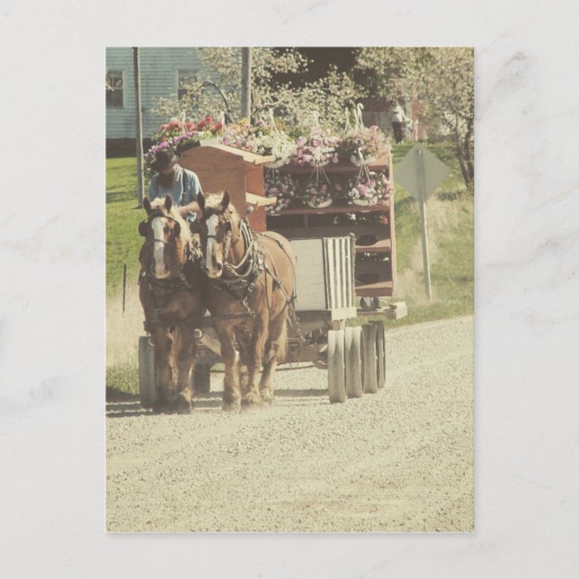 Carte Postale Livraison de fleurs Amish (Devant)