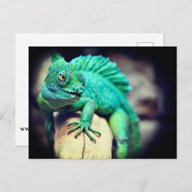 Carte Postale Lizard (Devant / Derrière)