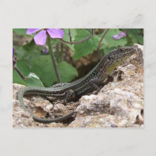 Carte postale Lizard