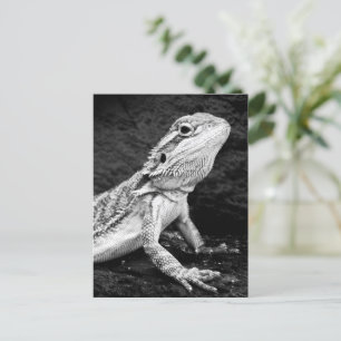 Carte Postale Lizard