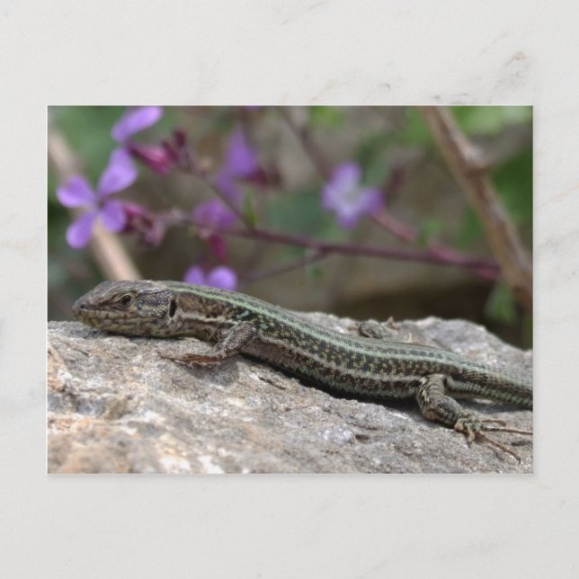 Carte postale Lizard (Devant)