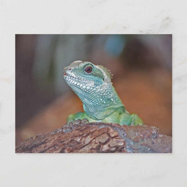 Carte postale Lizard (Devant)