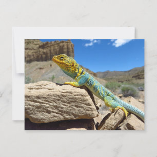 Carte Postale Lizard à collier près de Thompson Springs