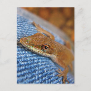 Carte Postale Lizard d'Anole Verte