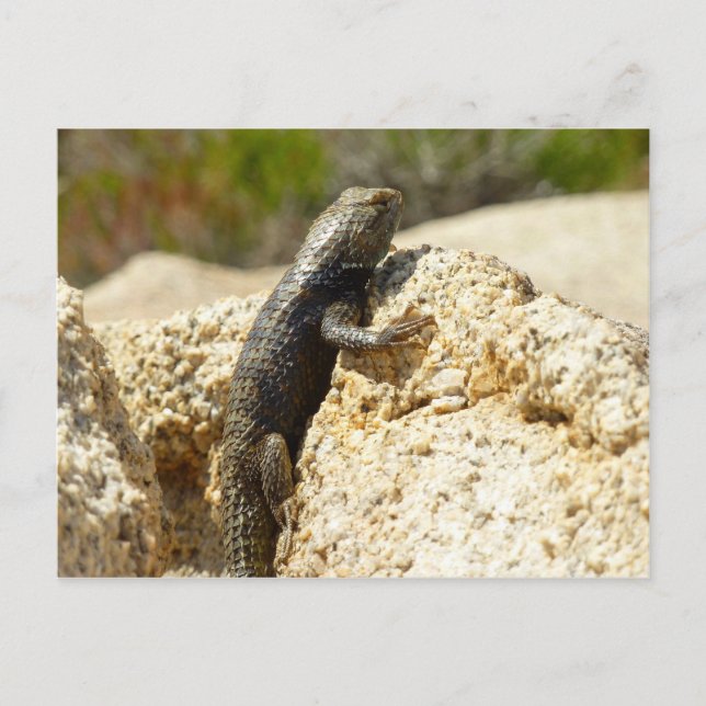 Carte Postale Lizard d'épinette à dos jaune à Joshua Tree (Devant)