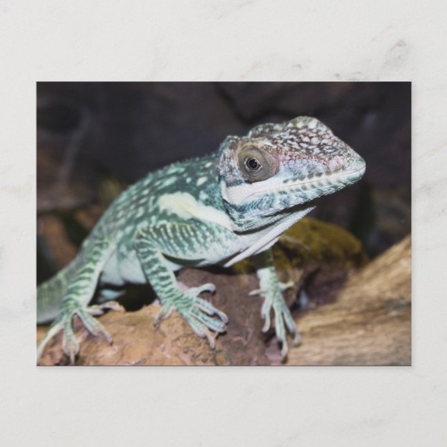 Carte Postale Lizard d'oignon de chevalier oriental gros plan (Devant)