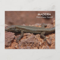 Lizard, Madère