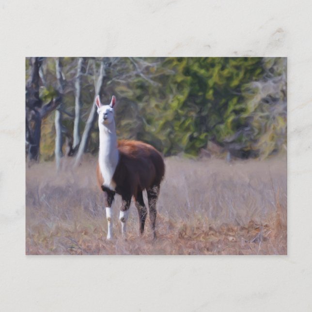 Carte Postale Llama (Devant)