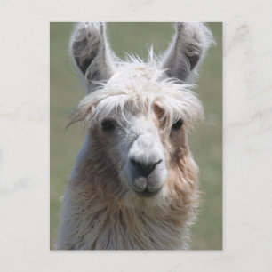 Carte Postale Llama