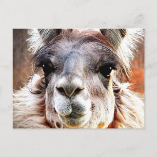 Carte Postale Llama