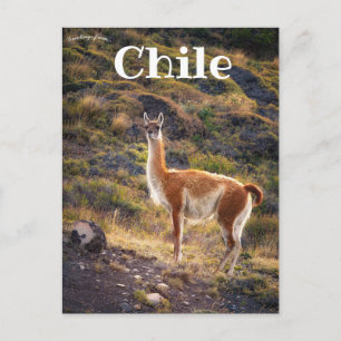 Carte Postale Llama au Chili