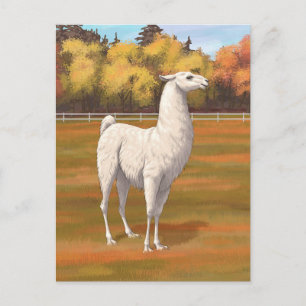 Carte Postale Llama blanche dans les pâturages agricoles d'autom