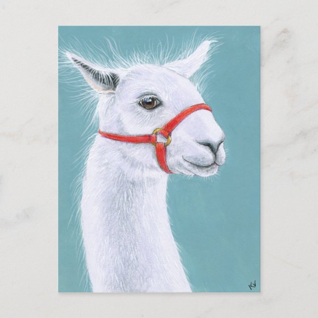 Carte postale Llama blanche souriante (Devant)